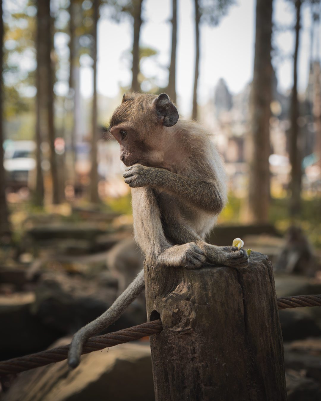 Babyaffe sitzt auf Pfeiler und isst Banane.