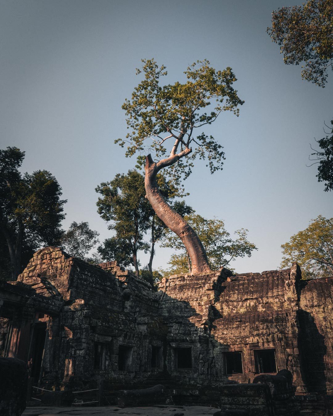 Baum auf alter Tempelanlage in Angkor, Kambodscha.