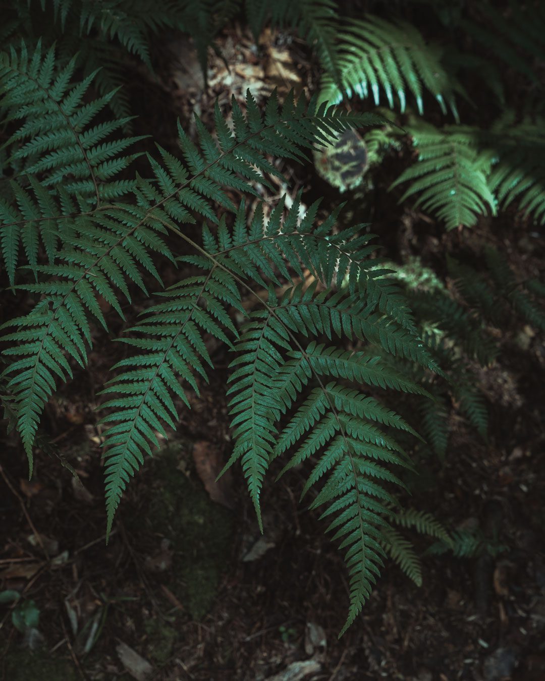 Neuseeländischer Farn im Wald.