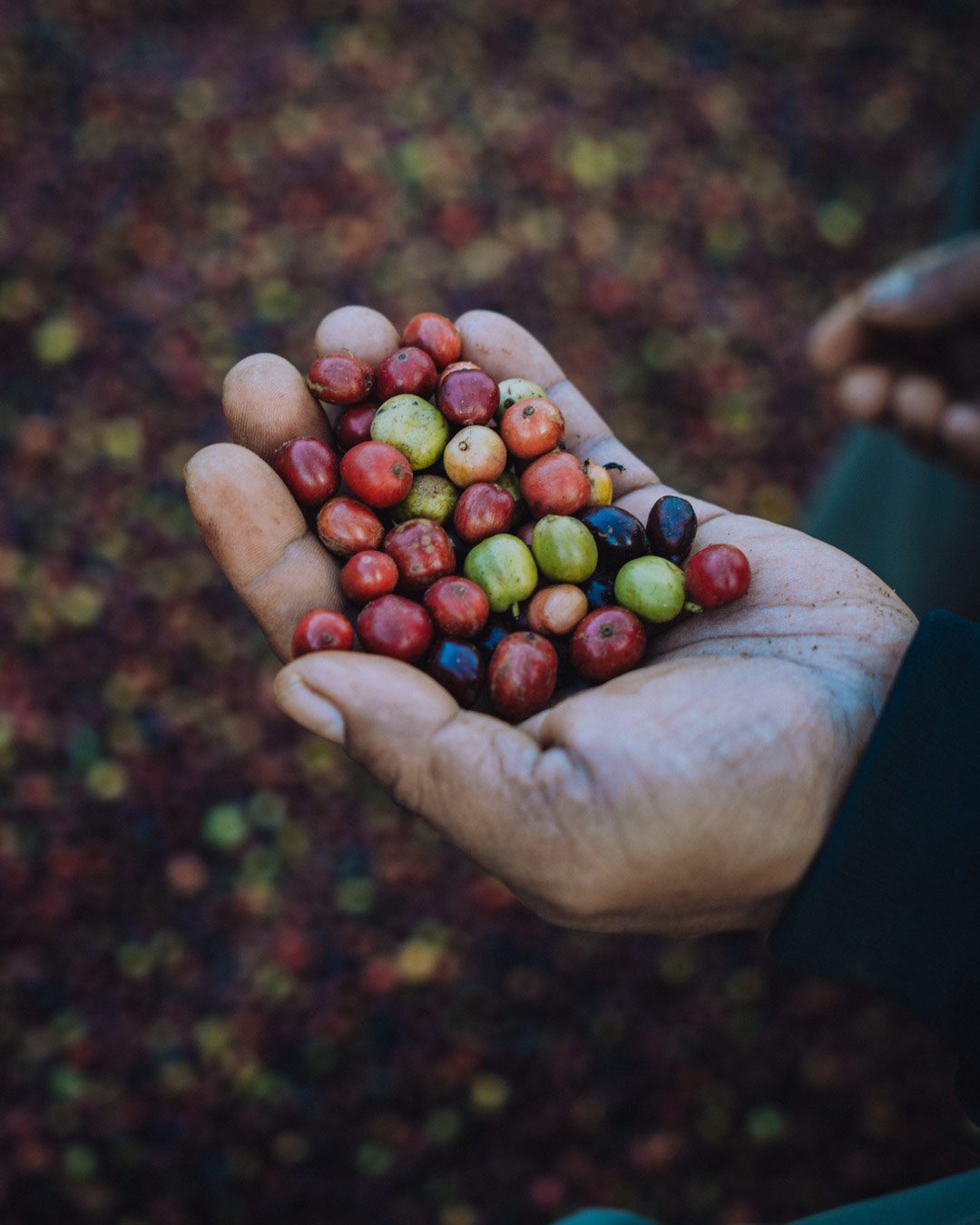 Hand die frisch geerntete Kaffeebohnen hält. Pakse, Laos.