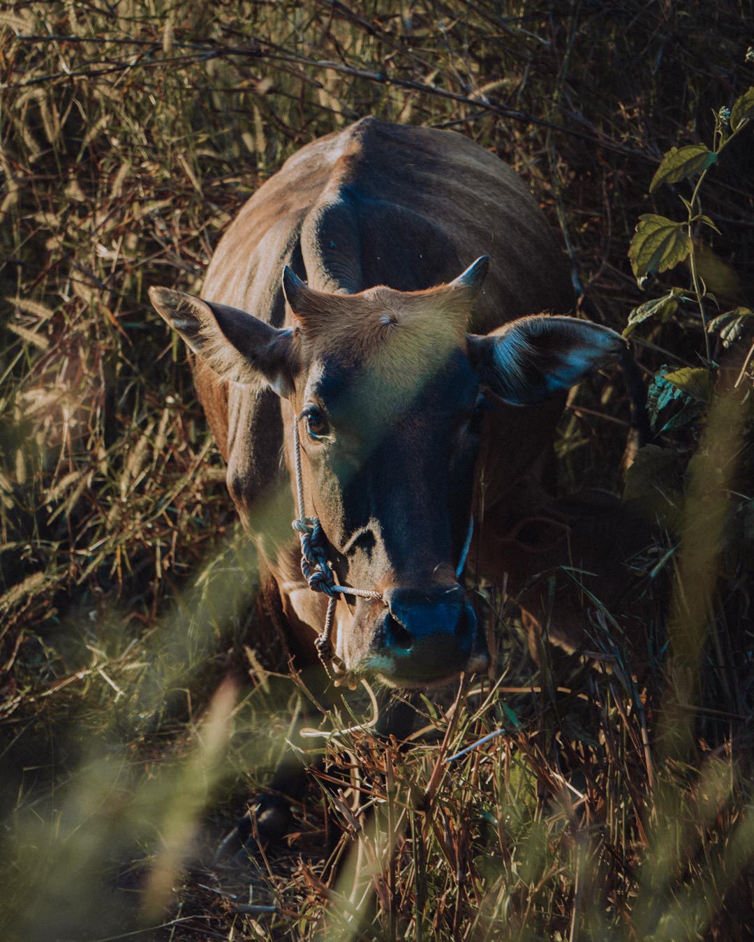 Farmkuh im Feld. Pakse, Laos.