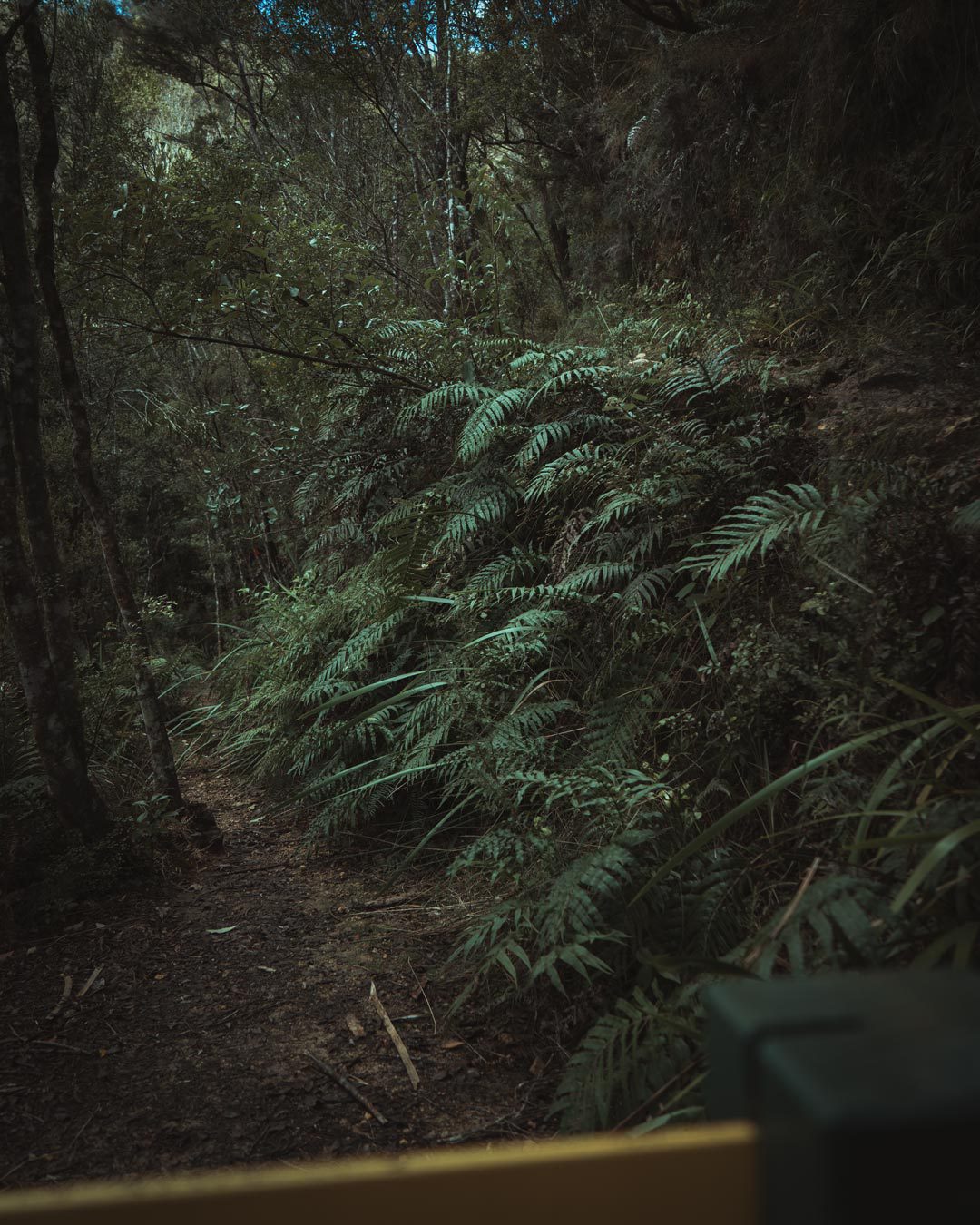 Tropischer Waldweg in Neuseeland.